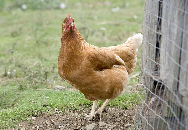 Canada, British Columbia, Cowichan Valley. Chicken walking by its cage
