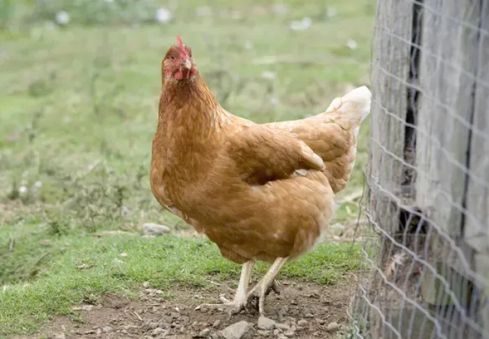 Framed Print : Canada, British Columbia, Cowichan Valley. Chicken walking by its cage Framed Print : Canada, British Columbia, Cowichan Valley. Chicken walking by its cage