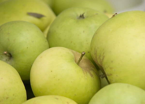Canada, British Columbia, Cowichan Valley. Close up of green apples