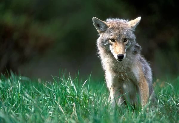 Canada, British Columbia, Coyote (Canis latrans) in alpine meadow in Mount Robson