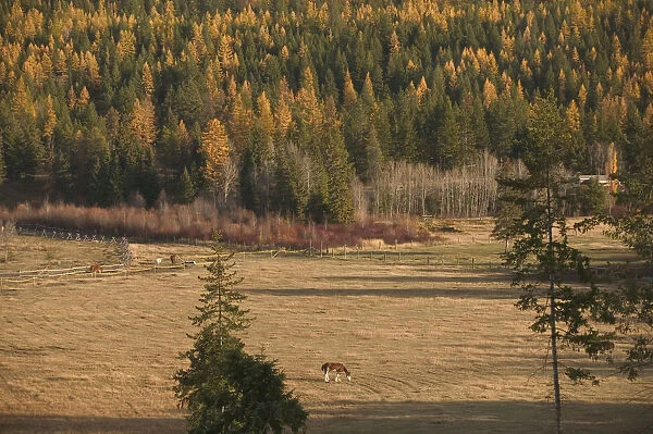 02. CANADA, British Columbia, Cranbrook. Mountain Pasture  /  Autumn
