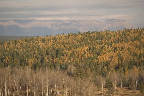 02. CANADA, British Columbia, Cranbrook. Mountain Landscape  /  Autumn