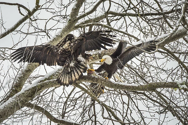 Canada, British Columbia. Delta, Bald eagles fight over food scraps