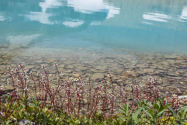Canada, British Columbia, East Kootenay Mountains. Redstem saxifrage on lake shore