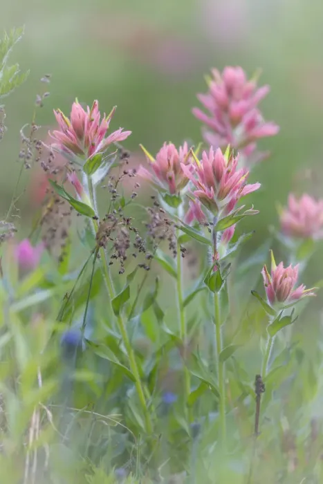 Framed Print : Canada, British Columbia, East Kootenay Mountains. Indian paintbrush scenic. Credit as Framed Print : Canada, British Columbia, East Kootenay Mountains. Indian paintbrush scenic. Credit as
