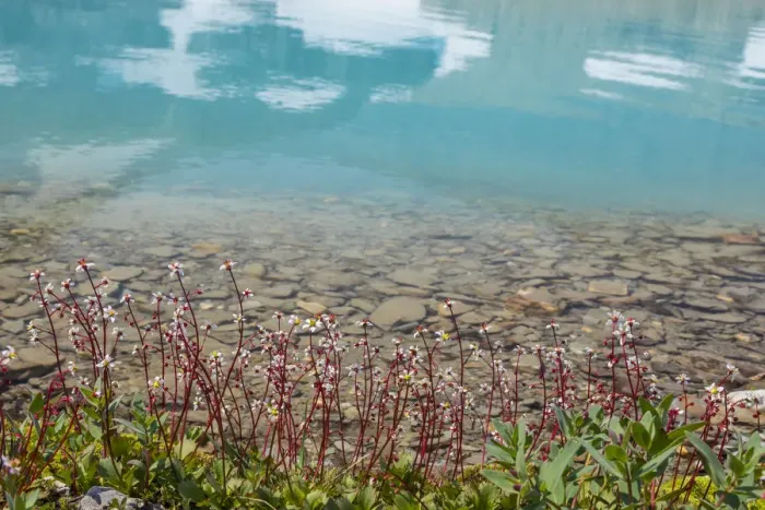Framed Print : Canada, British Columbia, East Kootenay Mountains. Redstem saxifrage on lake shore