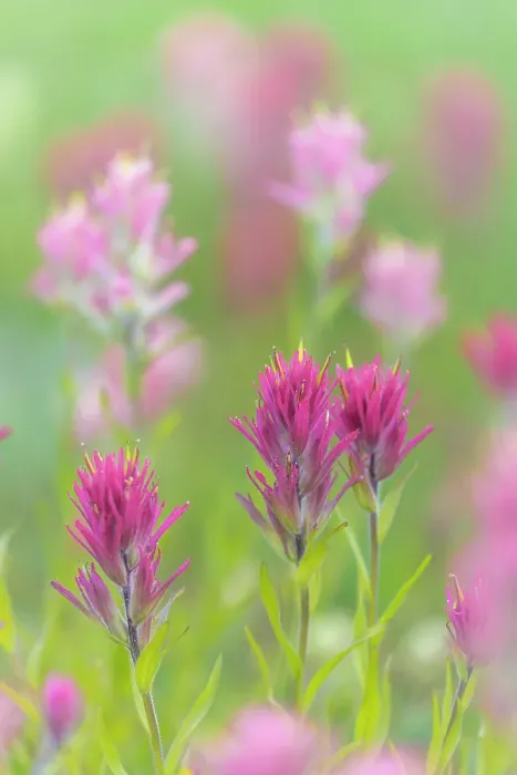 Framed Print : Canada, British Columbia, East Kootenay Mountains. Indian paintbrush flowers. ©Don Paulson / Jaynes Gallery / DanitaDelimont.com Framed Print : Canada, British Columbia, East Kootenay Mountains. Indian paintbrush flowers. ©Don Paulson / Jaynes Gallery / DanitaDelimont.com