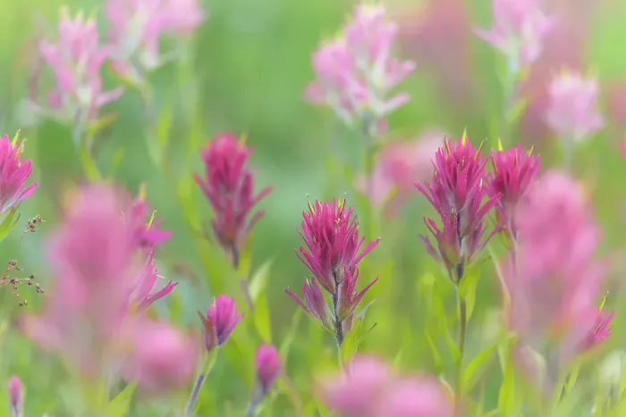 Framed Print : Canada, British Columbia, East Kootenay Mountains. Indian paintbrush flowers. ©Don Paulson / Jaynes Gallery / DanitaDelimont.com Framed Print : Canada, British Columbia, East Kootenay Mountains. Indian paintbrush flowers. ©Don Paulson / Jaynes Gallery / DanitaDelimont.com