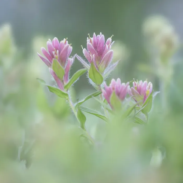 Framed Print : Canada, British Columbia, East Kootenay Mountains. Indian paintbrush flowers. ©Don Paulson / Jaynes Gallery / DanitaDelimont.com Framed Print : Canada, British Columbia, East Kootenay Mountains. Indian paintbrush flowers. ©Don Paulson / Jaynes Gallery / DanitaDelimont.com