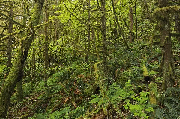 Canada, British Columbia, Golden Ears Provincial Park. Lush growth in coastal rain forest
