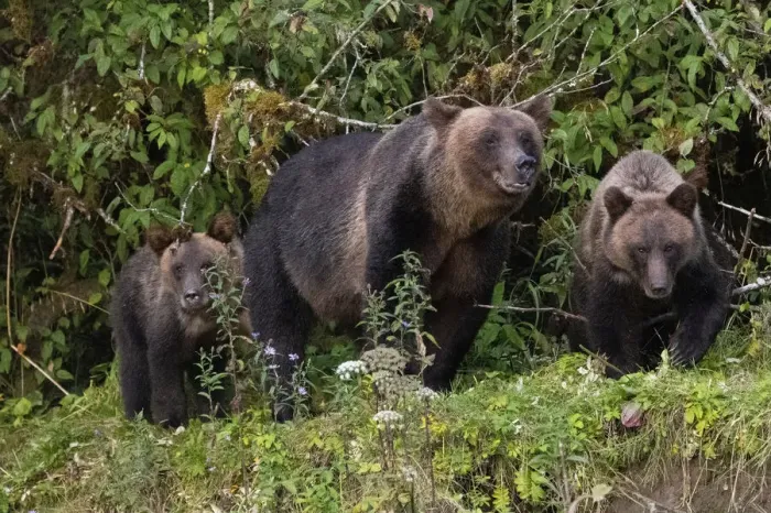 Framed Print : Canada, British Columbia, Great Bear Rainforest. Khutze Inlet. Brown bear mother and cubs