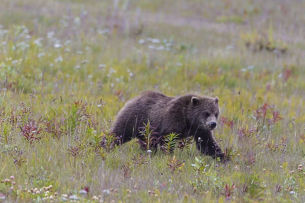 Canada, British Columbia, A Grizzly cub at roadside on the Haines Highway