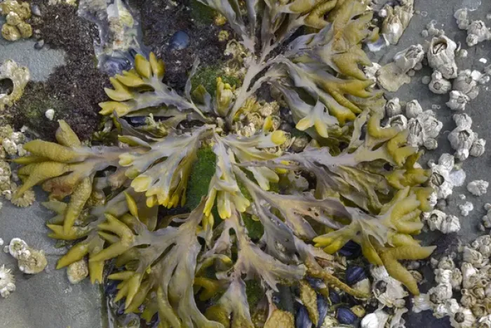 Framed Print : Canada, British Columbia, Gulf Islands, Portland Island. Detail photo of Bladderwrack Framed Print : Canada, British Columbia, Gulf Islands, Portland Island. Detail photo of Bladderwrack