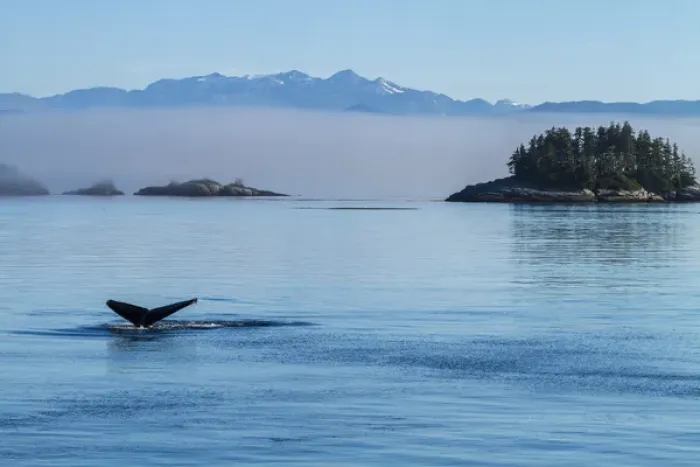 Framed Print : Canada, British Columbia. Humpback whales tale as it dives in the waters of Framed Print : Canada, British Columbia. Humpback whales tale as it dives in the waters of