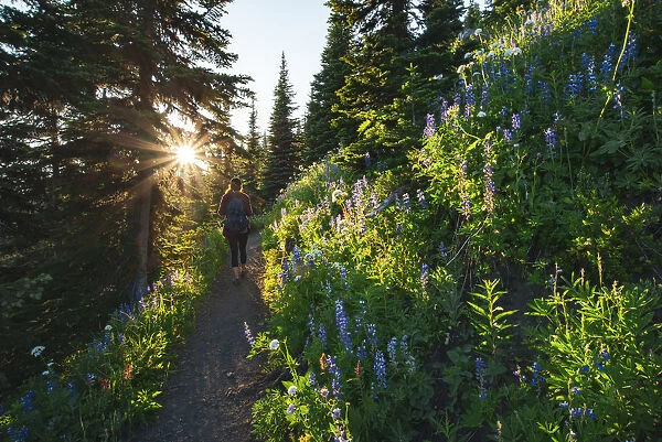 Canada, British Columbia, Idaho Peak. Female hiker and wildflowers. (MR)