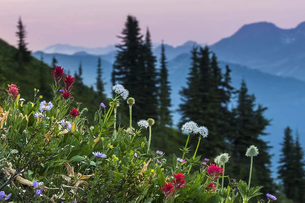 Canada, British Columbia. Idaho Peak, alpine wildflowers blooming in the subalpine