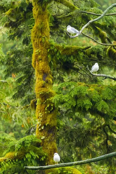 Framed Print : Canada, British Columbia, Inside Passage Framed Print : Canada, British Columbia, Inside Passage