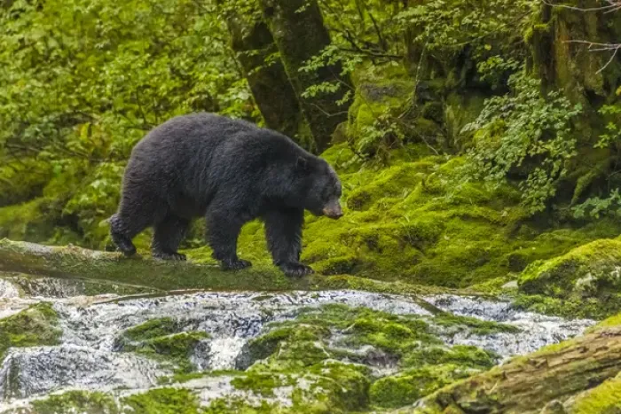Framed Print : Canada, British Columbia, Inside Passage. Black bear fishing on Qua Creek. Credit as