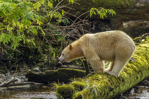 Canada, British Columbia, Inside Passage. White Spirit Bear hunts for fish on Riordan Creek