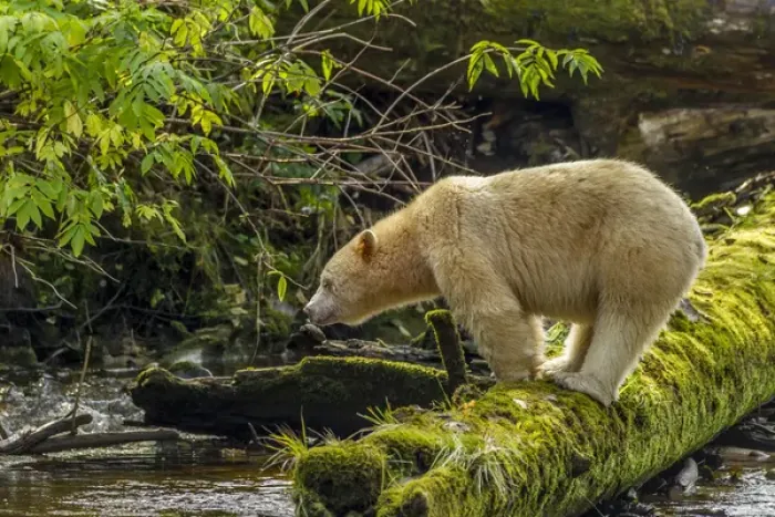Framed Print : Canada, British Columbia, Inside Passage. White Spirit Bear hunts for fish on Riordan Creek Framed Print : Canada, British Columbia, Inside Passage. White Spirit Bear hunts for fish on Riordan Creek