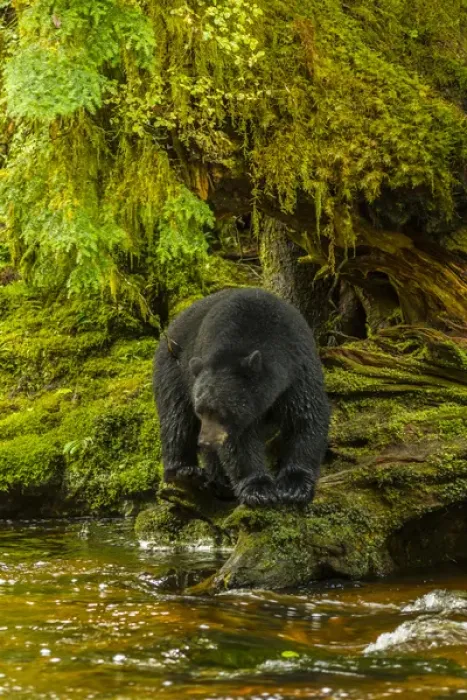 Framed Print : Canada, British Columbia, Inside Passage. Black bear fishing on Qua Creek. Credit as Framed Print : Canada, British Columbia, Inside Passage. Black bear fishing on Qua Creek. Credit as