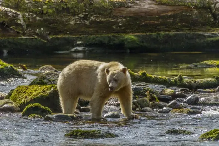 Framed Print : Canada, British Columbia, Inside Passage. White Spirit Bear hunts for fish on Riordan Creek Framed Print : Canada, British Columbia, Inside Passage. White Spirit Bear hunts for fish on Riordan Creek