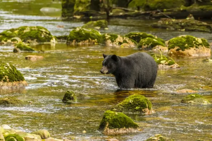 Framed Print : Canada, British Columbia, Inside Passage. Black bear fishing for salmon on Qua Creek Framed Print : Canada, British Columbia, Inside Passage. Black bear fishing for salmon on Qua Creek
