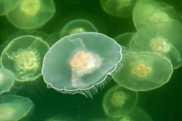 Canada, British Columbia, Inside Passage. Moon jelly fish at Hakai Beach Institute
