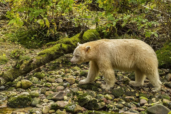 Canada, British Columbia, Inside Passage. White Spirit Bear hunts for fish along Riordan Creek