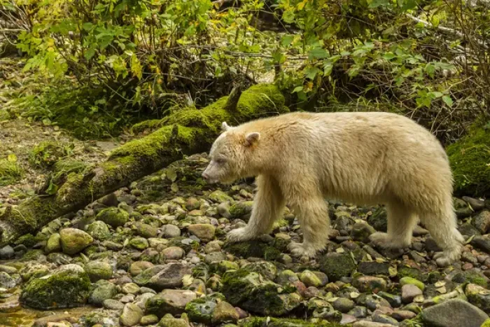 Framed Print : Canada, British Columbia, Inside Passage. White Spirit Bear hunts for fish along Riordan Creek Framed Print : Canada, British Columbia, Inside Passage. White Spirit Bear hunts for fish along Riordan Creek