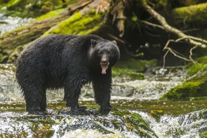 Framed Print : Canada, British Columbia, Inside Passage. Black bear fishing on Qua Creek. Credit as Framed Print : Canada, British Columbia, Inside Passage. Black bear fishing on Qua Creek. Credit as