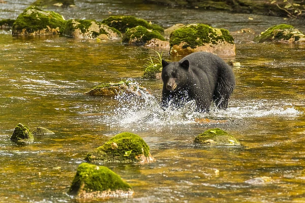 Canada, British Columbia, Inside Passage. Black bear fishing for salmon on Qua Creek