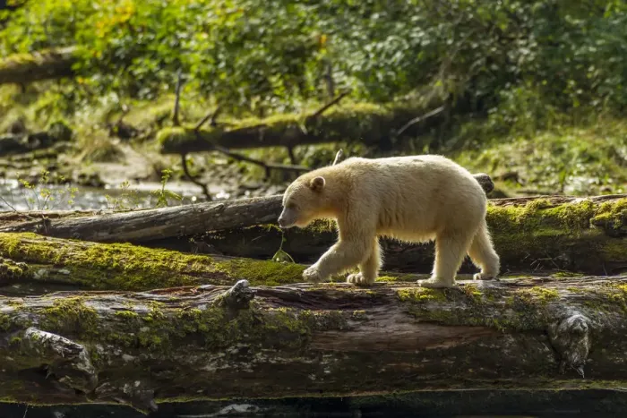 Framed Print : Canada, British Columbia, Inside Passage. White Spirit Bear hunts for fish on Riordan Creek Framed Print : Canada, British Columbia, Inside Passage. White Spirit Bear hunts for fish on Riordan Creek
