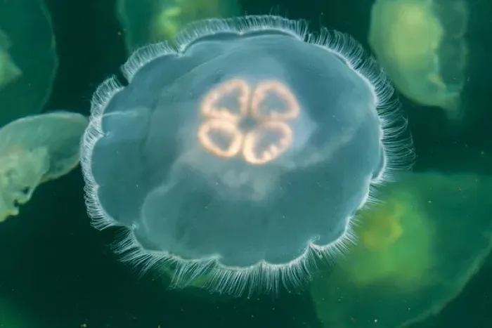 Framed Print : Canada, British Columbia, Inside Passage. Moon jelly fish at Hakai Beach Institute