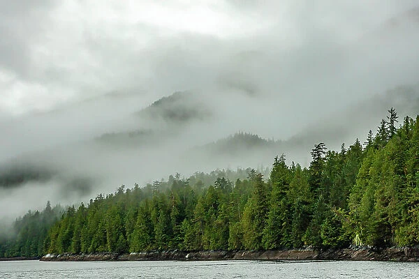Canada, British Columbia, Inside Passage. Morning fog on forested mountain