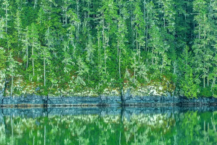 Framed Print : Canada, British Columbia, Inside Passage. Forest reflection in water Framed Print : Canada, British Columbia, Inside Passage. Forest reflection in water