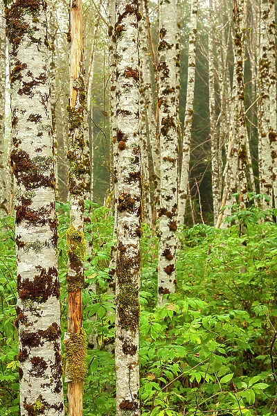 Canada, British Columbia, Inside Passage. Birch trees on Gribbell Island