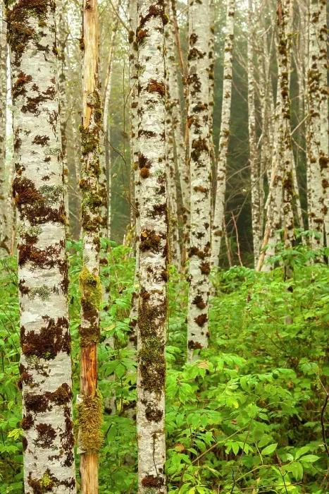 Framed Print : Canada, British Columbia, Inside Passage. Birch trees on Gribbell Island Framed Print : Canada, British Columbia, Inside Passage. Birch trees on Gribbell Island