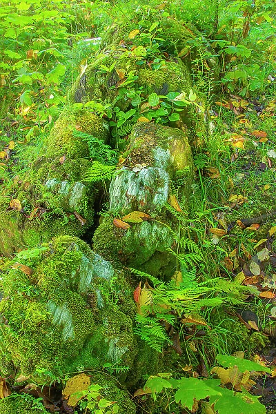 Canada, British Columbia, Inside Passage. Moss-covered fallen totem on Village Island