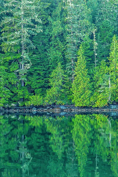 Canada, British Columbia, Inside Passage. Forest reflection in water