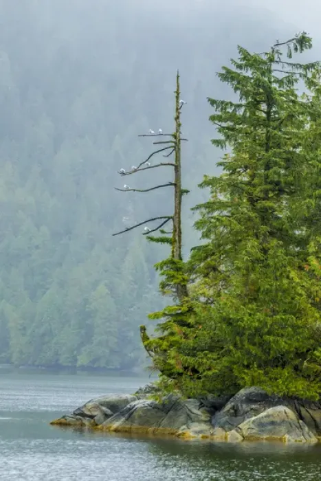 Framed Print : Canada, British Columbia. Inside Passage scenic Framed Print : Canada, British Columbia. Inside Passage scenic