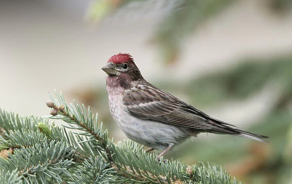 Canada, British Columbia, Kamloops. Close-up of male Cassins finch in pine tree