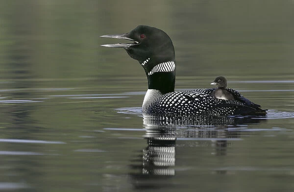 Canada, British Columbia, Kamloops. Common loon calling with chick riding on back in water