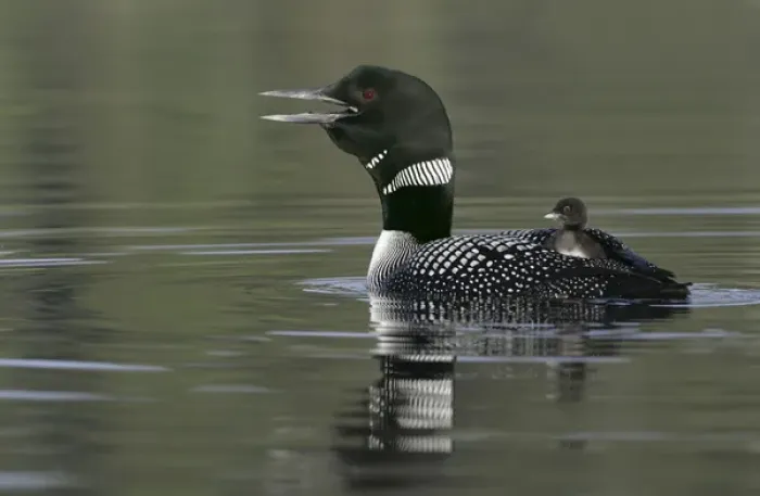 Framed Print : Canada, British Columbia, Kamloops. Common loon calling with chick riding on back in water Framed Print : Canada, British Columbia, Kamloops. Common loon calling with chick riding on back in water