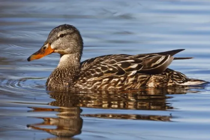 Framed Print : Canada, British Columbia, Kamloops, mallard (Anas platyrhynchos) duck, female swimming