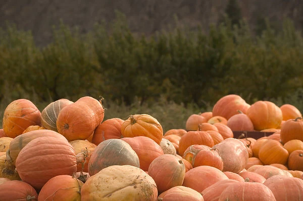 02. CANADA, British Columbia, Keremeos. Autumn  /  Harvest  /  Pumpkins