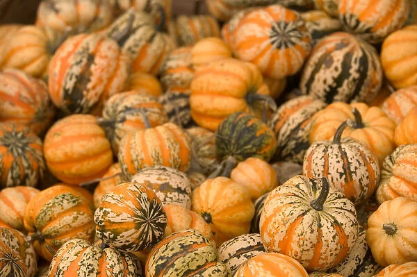 02. CANADA, British Columbia, Keremeos. Autumn  /  Harvest  /  Pumpkins & Squash