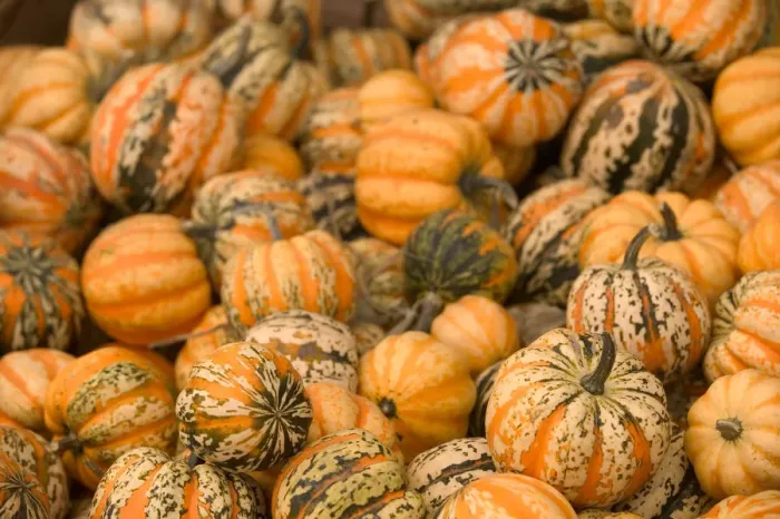 Framed Print : 02. CANADA, British Columbia, Keremeos. Autumn / Harvest / Pumpkins Framed Print : 02. CANADA, British Columbia, Keremeos. Autumn / Harvest / Pumpkins