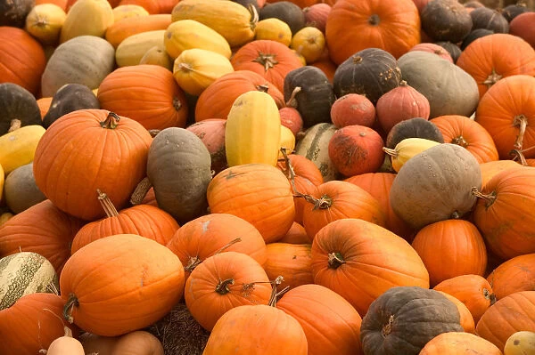02. CANADA, British Columbia, Keremeos. Autumn  /  Harvest  /  Pumpkins