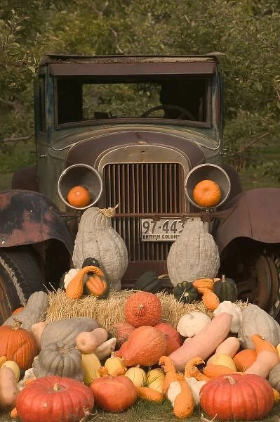 CANADA, British Columbia, Keremeos. Autumn  /  Harvest  /  Pumpkins, Okanagan Valley